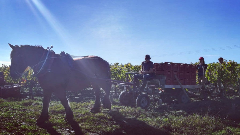 Chateau Lascombes 力士金 買紅酒 Red Wine 香港買酒網 法國名莊酒 france red wine 買紅酒 紅酒推介 頂級紅酒 波爾多 Bordeaux 1855 Wines