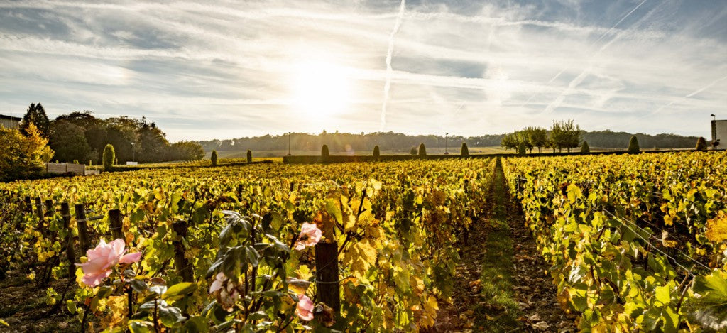 買酒 Champagne, Fine Wine Asia, 法國名莊酒, france red wine, 香檳推薦 Champagne, Champagne French Wine, 香港買酒網, 酒鋪, 上網買酒, 紅酒價格, 紅酒推介, 紅酒訂購, 紅酒送貨